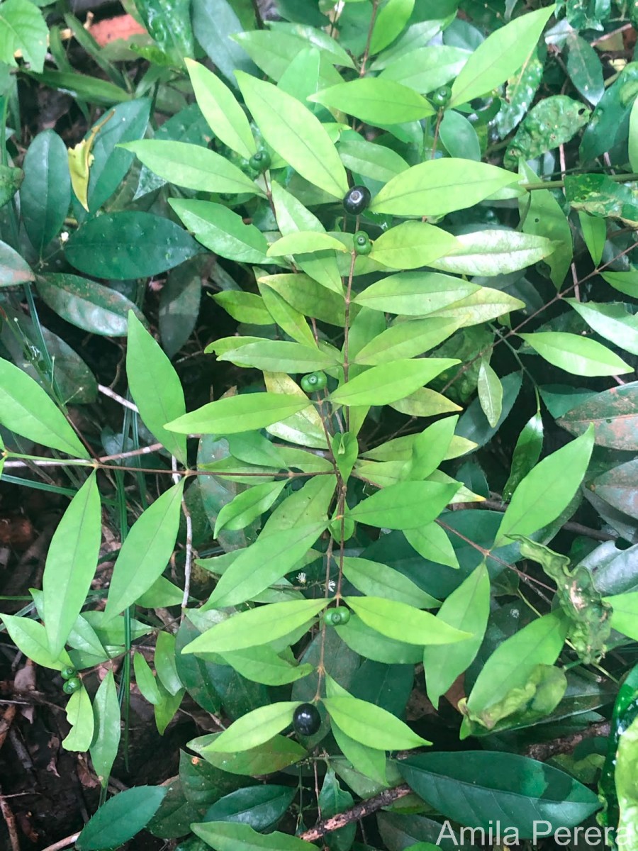 Coffea travancorensis Wight & Arn.